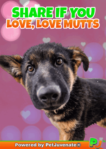 A German Shepherd Puppy Is On A Pink Background With The Words Share If You Love Love Mutts GIF
