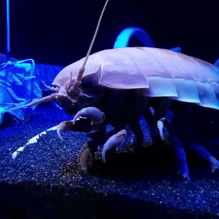 A Giant Worm Is Swimming In A Tank With A Blue Background . GIF