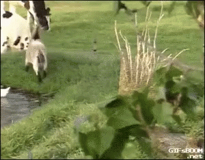 A Gif From Gif-Boom.net Shows A Cow Grazing In A Grassy Field GIF