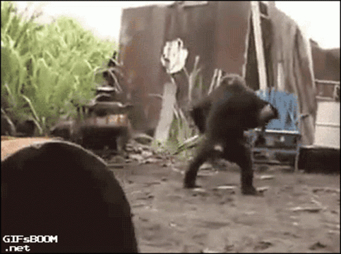 A Gif From Gifsboom.net Shows A Gorilla Standing In The Dirt GIF