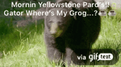 A Gif Of A Black Bear Walking In The Grass GIF