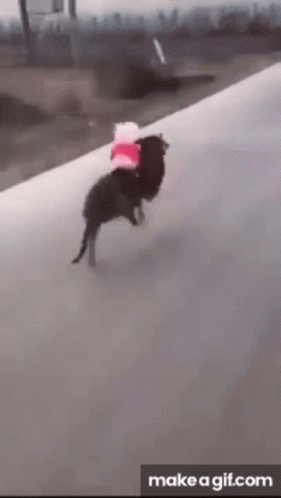 A Gif Of A Dog Carrying A Stuffed Animal On Its Back GIF