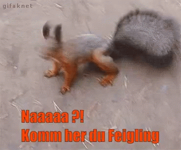 A Gif Of A Squirrel With The Words Naaaa ? Komm Her Du Feigling GIF