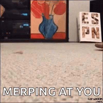 A Gif That Says Merping At You In Front Of A Vase Of Flowers GIF