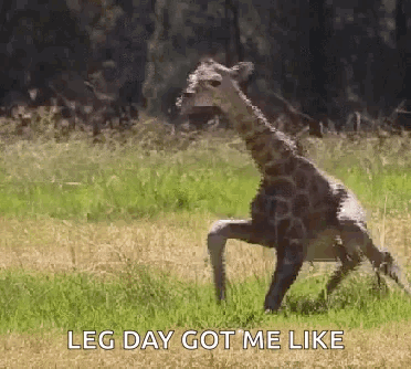 A Giraffe Is Running In A Field With The Words `` Leg Day Got Me Like '' Written On It . GIF