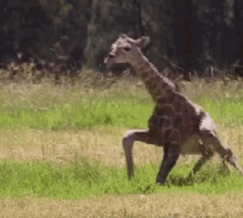 A Giraffe Is Standing On Its Hind Legs In A Grassy Field . GIF