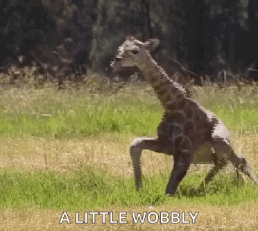 A Giraffe Standing On Its Hind Legs In A Field With The Words A Little Wobbly Above It . GIF