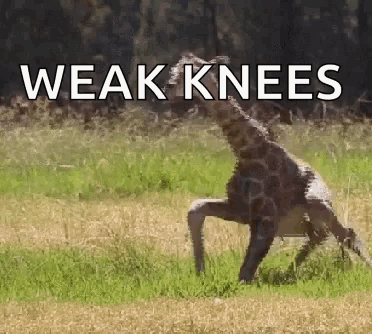 A Giraffe Standing On Its Hind Legs With The Words " Weak Knees " Below It GIF
