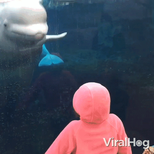 A Girl In A Pink Hoodie Looks At A Dolphin In A Tank With The Words Viralhog Written On The Bottom GIF