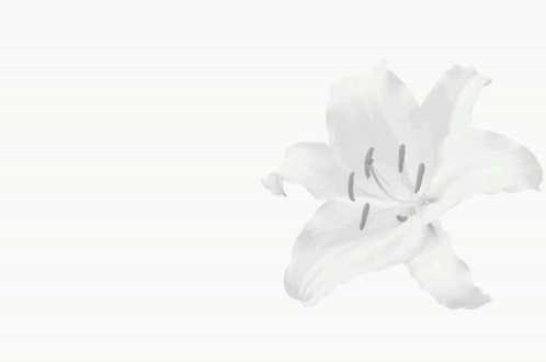 A Girl With Long Black Hair Is Holding A Bouquet Of Flowers Next To A Letter S GIF