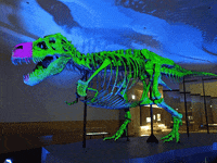 A Glow In The Dark Dinosaur Skeleton Is Displayed GIF