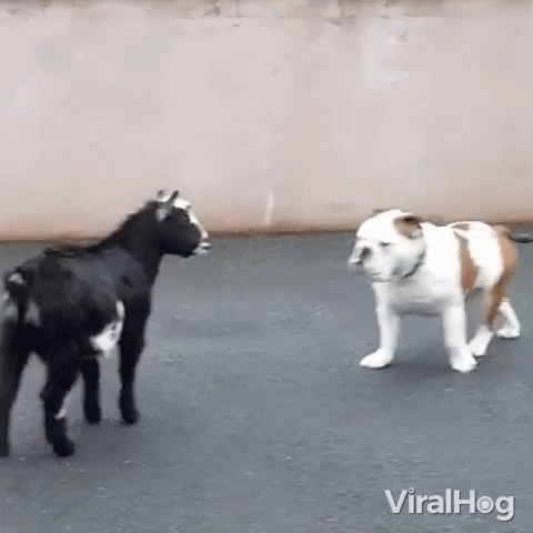 A Goat And A Dog Are Standing Next To Each Other On A Street . GIF