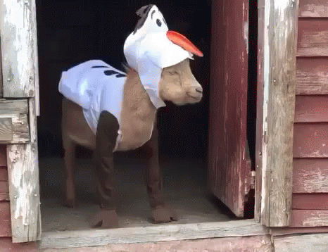 A Goat Dressed In A Frozen Costume Is Standing In A Barn Doorway GIF