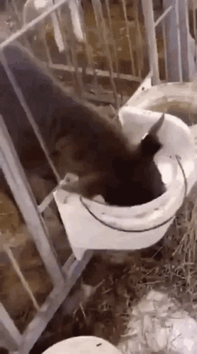 A Goat Is Eating From A White Bucket In A Pen . GIF