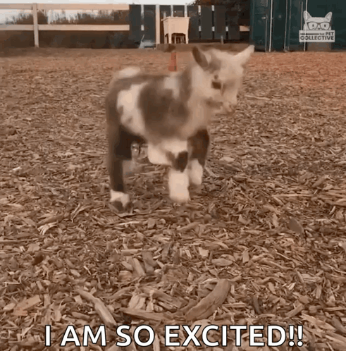 A Goat Is Standing In A Pile Of Wood Chips And Says I Am So Excited ! GIF