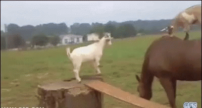 A Goat Is Standing On Top Of A Stump Next To A Horse In A Field . GIF