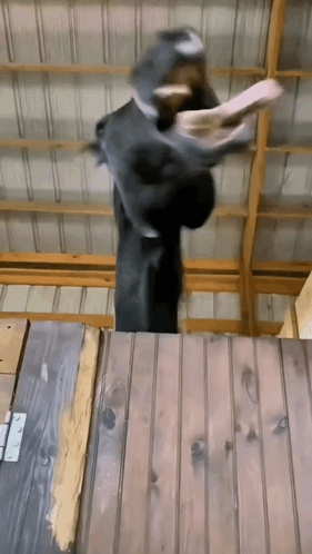 Goat Standing On Wooden Table GIF