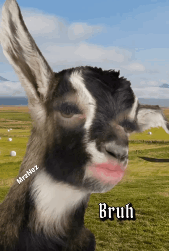 A Goat With A Pink Lip And The Word Bruh On It GIF