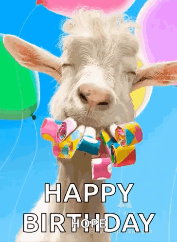 A Goat With Balloons In Its Mouth And The Words Happy Birthday On The Bottom GIF