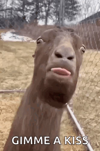 A Goat With Its Tongue Out And The Words `` Gimme A Kiss '' Written Below It . GIF