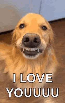 a golden retriever dog is smiling and saying `` i love you '' .
