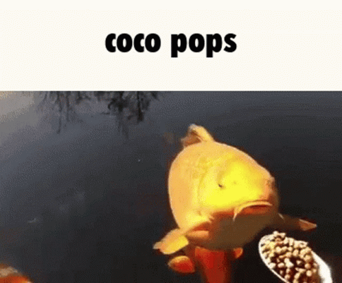 A Goldfish Is Eating A Spoon Of Coco Pops GIF