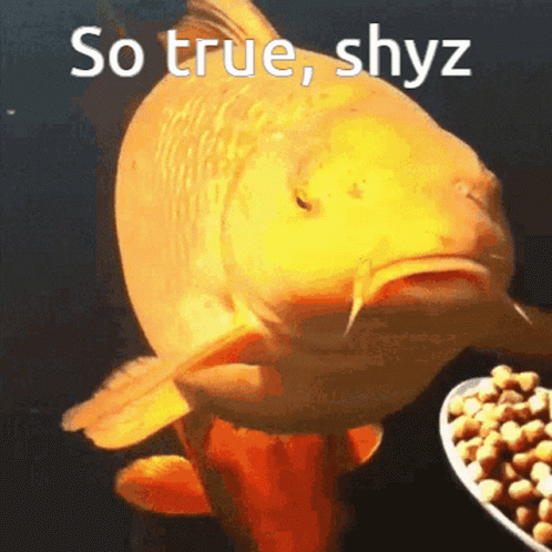A Goldfish Is Looking At A Bowl Of Food With The Words So True Shyz Above It GIF