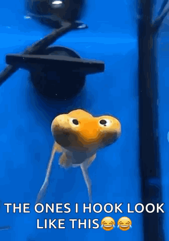 A Goldfish Is Swimming In A Blue Tank And Says The Ones I Hook Look Like This . GIF