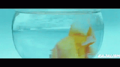 A Goldfish Is Swimming In A Bowl Of Water In A Person 'S Hand . GIF
