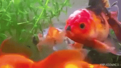 A Goldfish Is Swimming In A Tank With Other Fish . GIF