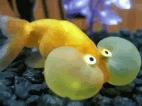 A Goldfish With Big Eyes Is Swimming In An Aquarium . GIF