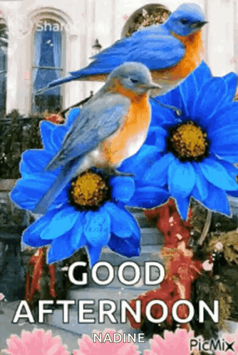 A Good Afternoon Greeting Card With Birds And Blue Flowers . GIF