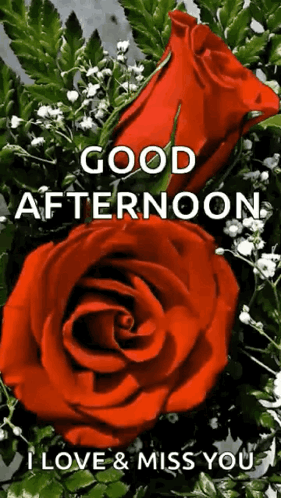 A Good Afternoon Greeting Card With Two Red Roses GIF