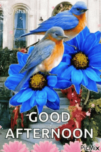 A Good Afternoon Greeting With Blue Flowers And Two Birds GIF