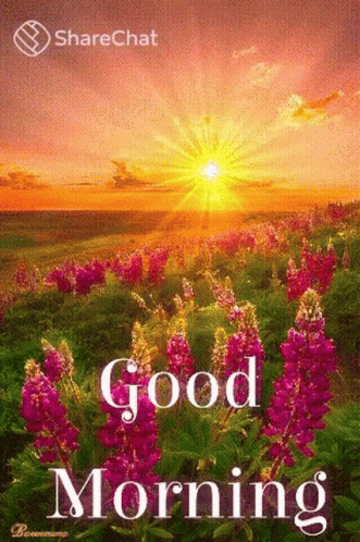 A Good Morning Card With A Field Of Purple Flowers And A Sunset In The Background GIF