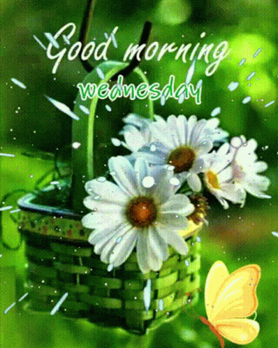 A Good Morning Wednesday Card With A Basket Of Daisies And A Yellow Butterfly GIF