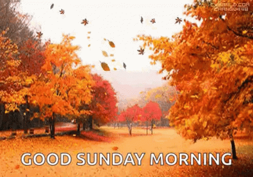 A Good Sunday Morning Greeting Card With Autumn Leaves Falling From The Trees In A Park . GIF