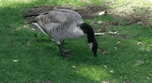 A Goose Standing In The Grass With A Black Neck GIF