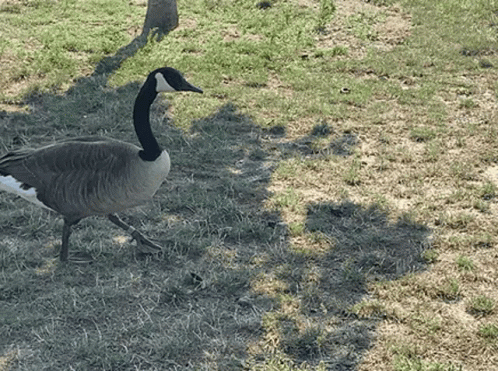 A Goose Standing In The Grass With A Tree Shadow GIF