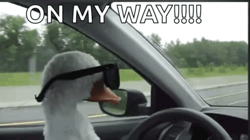 A Goose Wearing Sunglasses Is Driving A Car On A Road . GIF
