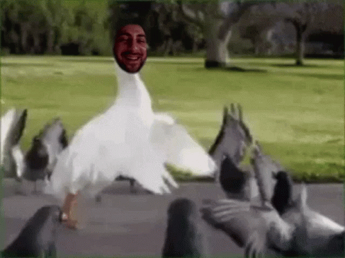 A Goose With A Man 'S Face On Its Head Surrounded By Pigeons . GIF