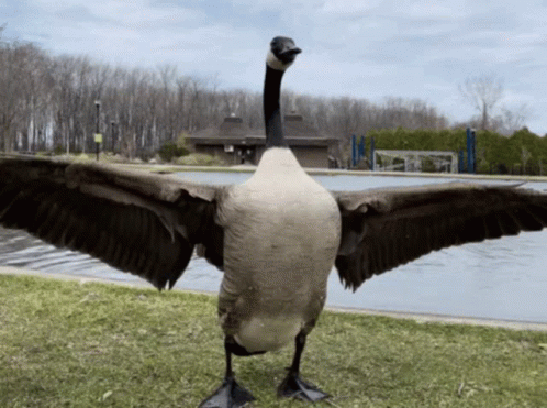 A Goose With Its Wings Outstretched Stands In Front Of A Pool GIF