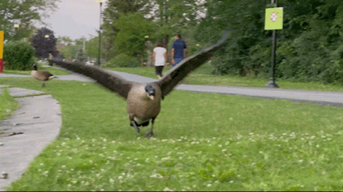 A Goose With Its Wings Spread Is Walking In The Grass GIF
