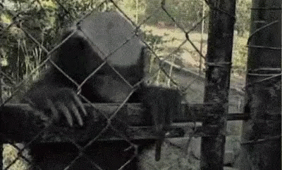 Gorilla Behind Chain Link Fence GIF