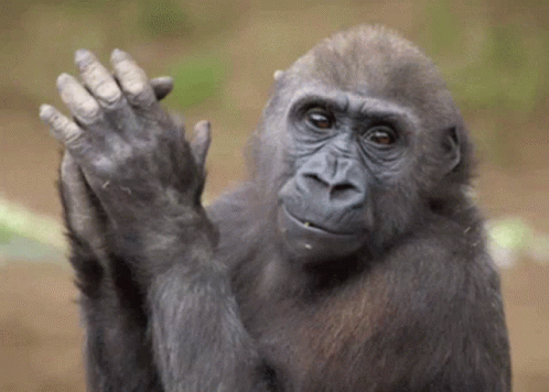 A Gorilla Is Clapping Its Hands In The Air GIF