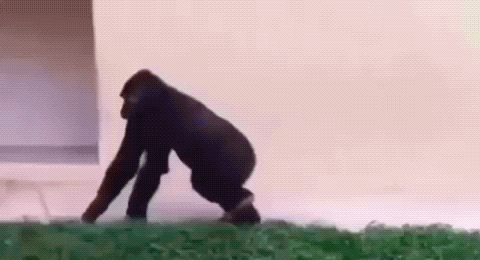 A Gorilla Is Crawling On The Ground In Front Of A Building . GIF