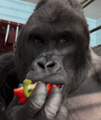 a gorilla is eating a slice of pepper