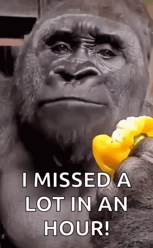 a gorilla is holding a yellow flower and says `` i missed a lot in an hour '' .