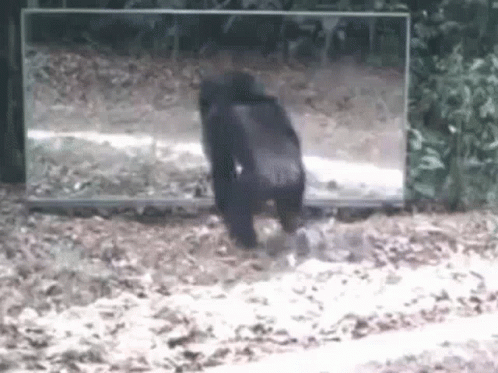 A Gorilla Is Looking At Itself In A Mirror In The Woods . GIF