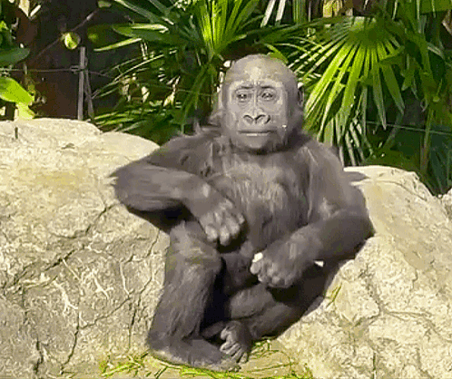 A Gorilla Is Sitting On A Rock In A Jungle . GIF